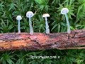 Roridomyces roridus-amf1310-1